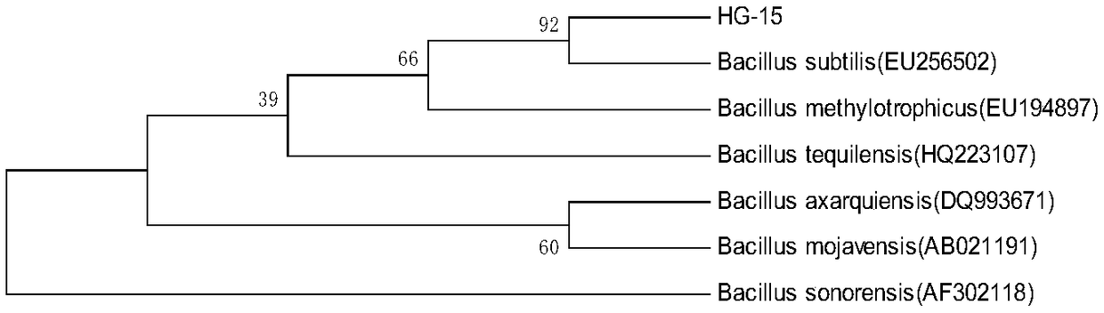 Bacillus subtilis HG-15 with salt resistance, disease prevention and growth promotion and inoculant preparation and application thereof