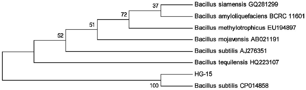 Bacillus subtilis HG-15 with salt resistance, disease prevention and growth promotion and inoculant preparation and application thereof