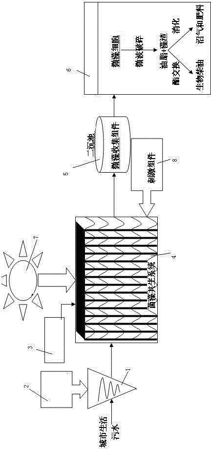 Method and system for producing biodiesel by cultivating microalgae by using urban sewage