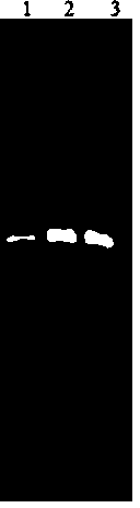 Macrobrachium rosenbergii Nodavirus NASBA-LFD detection method and detection kit thereof