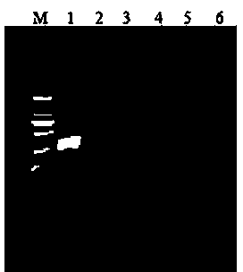 Macrobrachium rosenbergii Nodavirus NASBA-LFD detection method and detection kit thereof