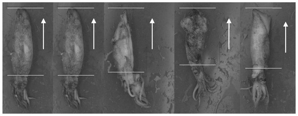 A method for identifying and sorting squid quality grades