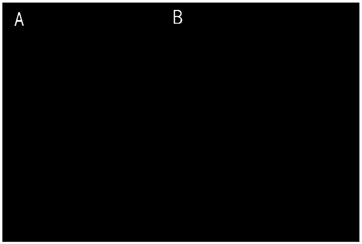 A Method for Ex vivo Measurement and Calculation of Eye Shape, Eye Axis and Curvature of Experimental Animals