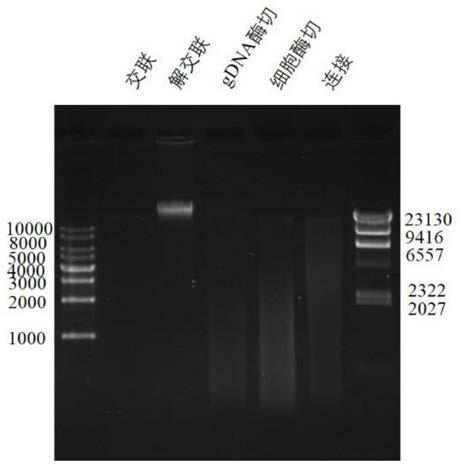 Hi-C high-throughput sequencing library building method suitable for watermifoil