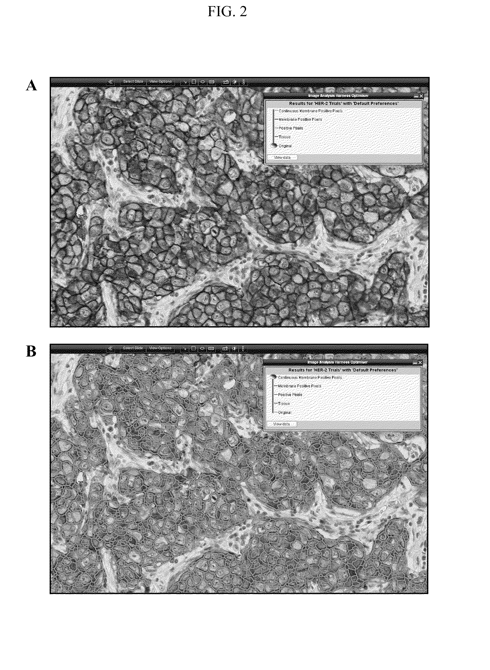 Detecting Cell Surface Markers