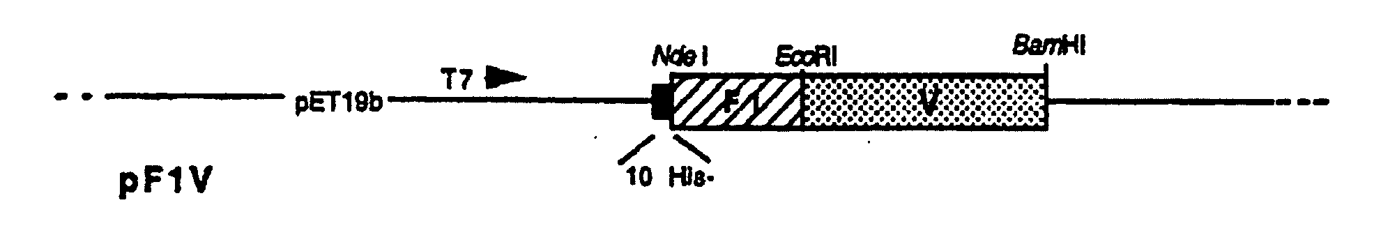 Recombinant F1-V Plague Vaccine