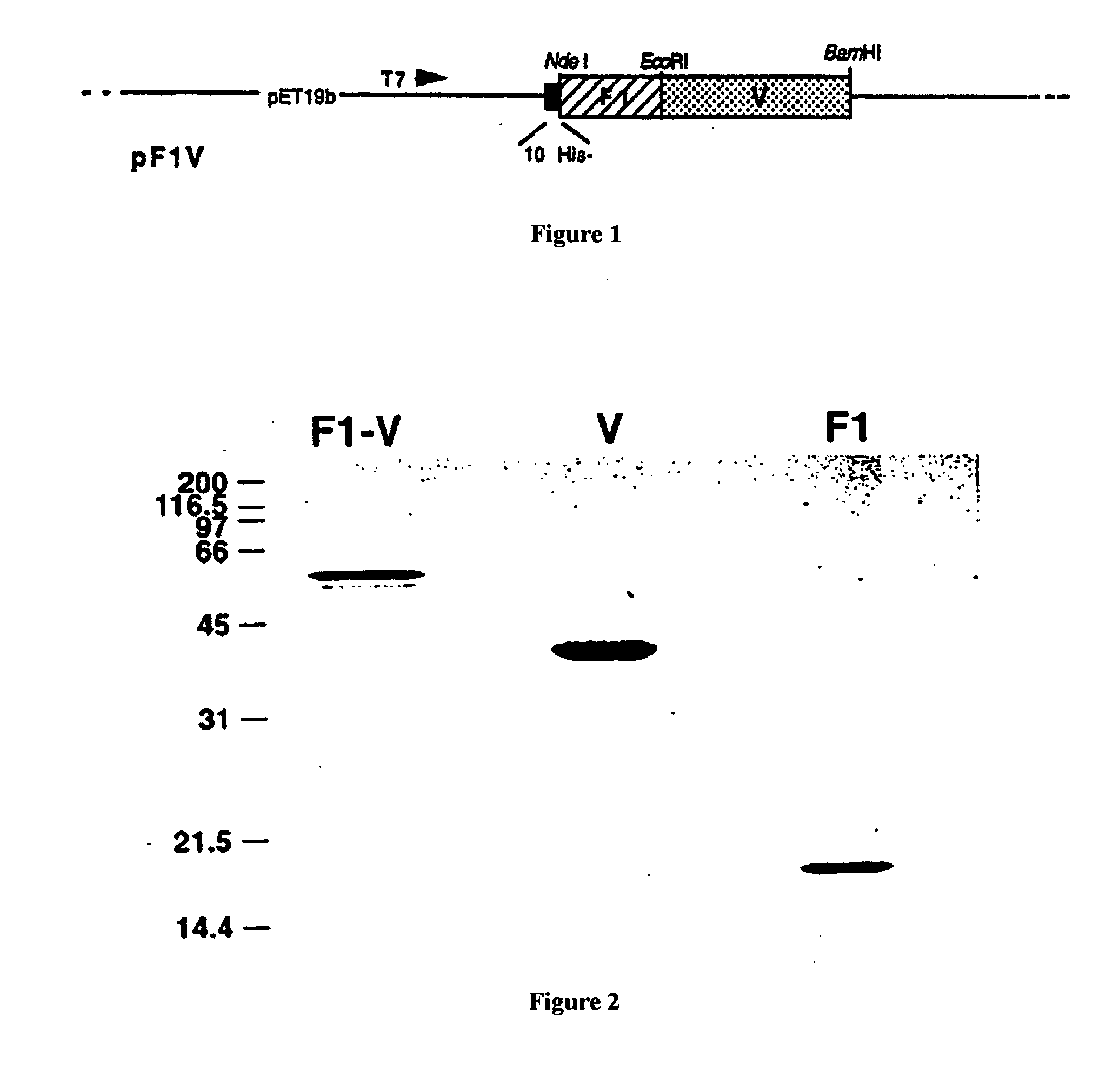 Recombinant F1-V Plague Vaccine