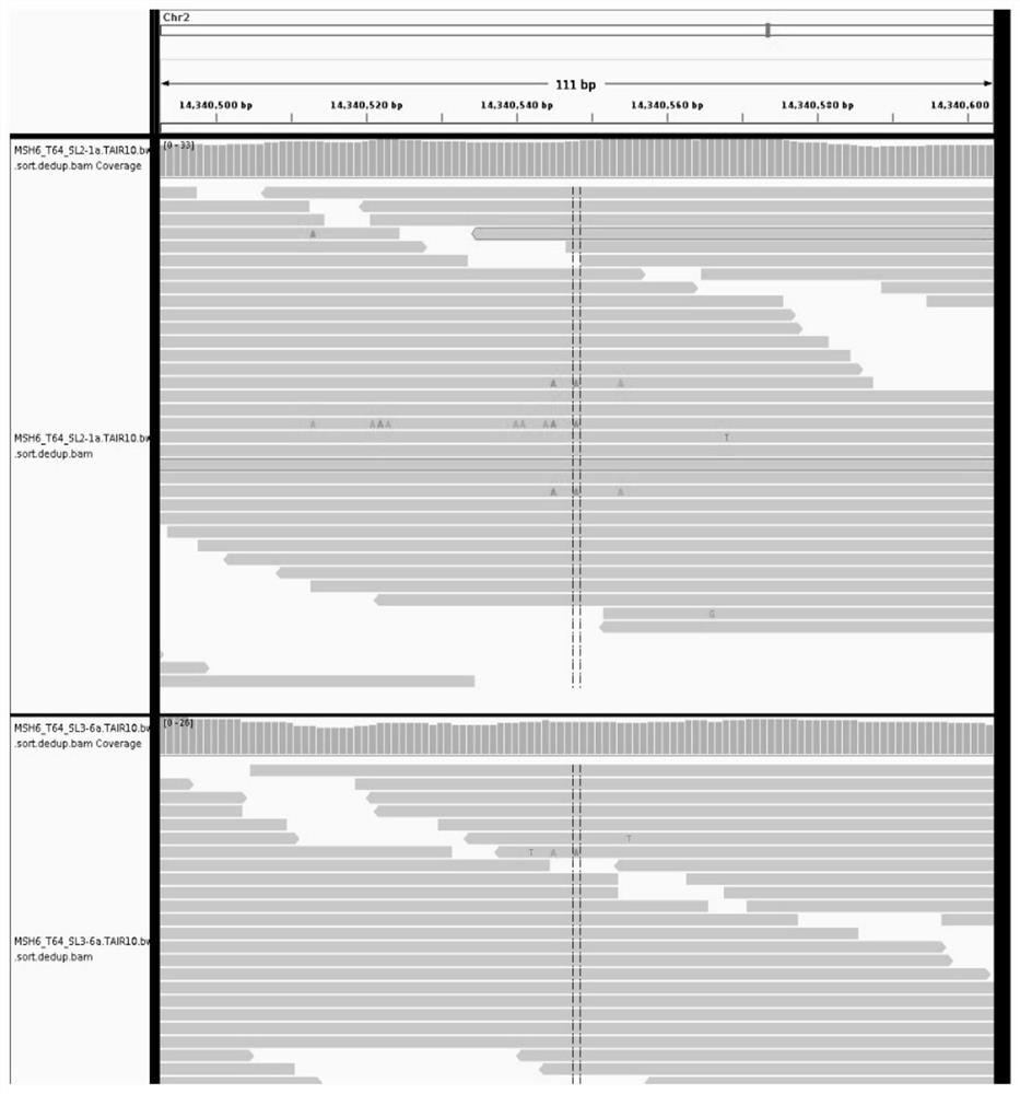 Method for detecting somatic mutation in plant genome