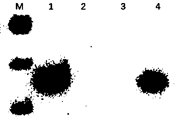 Antibody for specifically detecting BRAF gene mutation and application of antibody in preparation of cancer detection kit