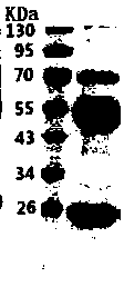 Antibody for specifically detecting BRAF gene mutation and application of antibody in preparation of cancer detection kit