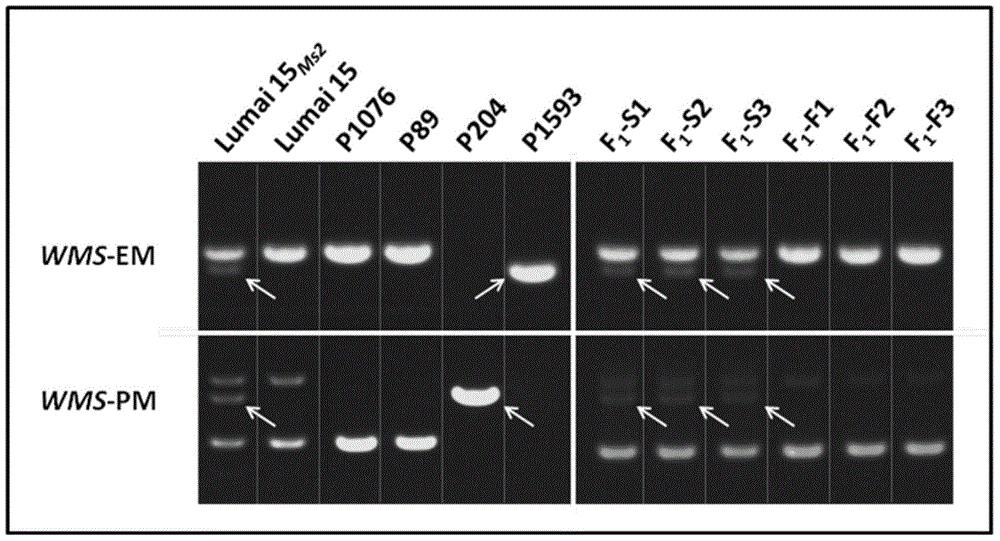 Wheat male sterility genes WMS and application of anther specific promoter thereof