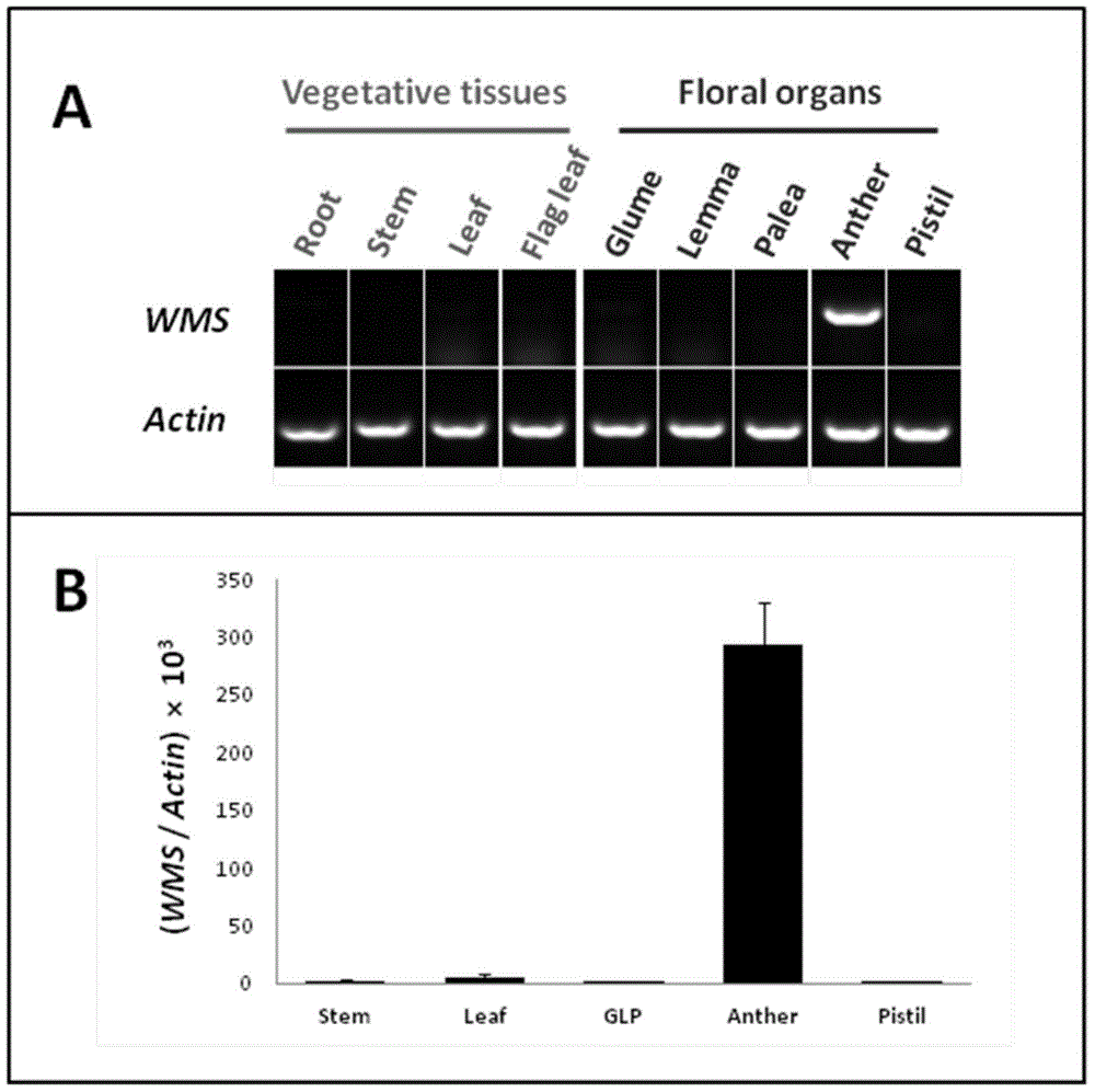 Wheat male sterility genes WMS and application of anther specific promoter thereof