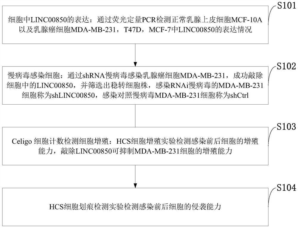 Gene, expression vector and application for inhibiting proliferation, invasion and metastasis of breast cancer cells