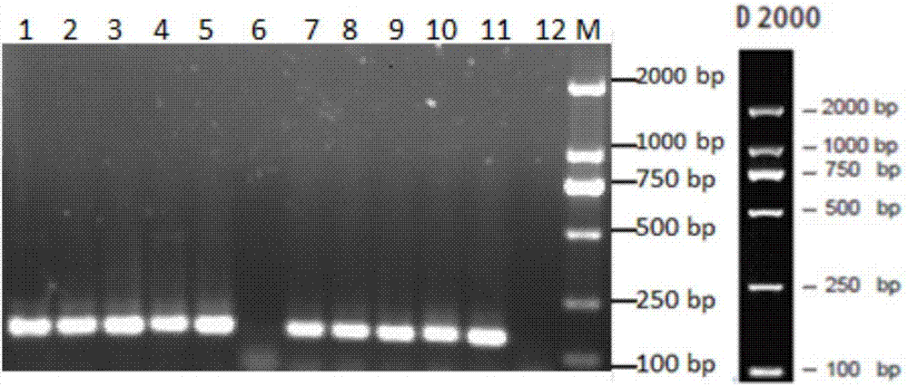 Pathogenic detection kit for lentivirus of small ruminant