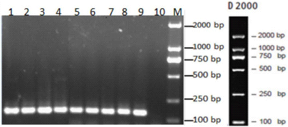 Pathogenic detection kit for lentivirus of small ruminant