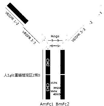 Ultra-VEGF-trap immune fusion protein, its preparation method and application