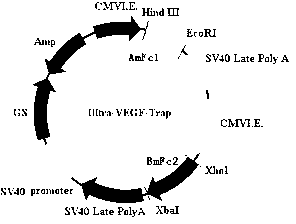 Ultra-VEGF-trap immune fusion protein, its preparation method and application