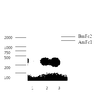 Ultra-VEGF-trap immune fusion protein, its preparation method and application