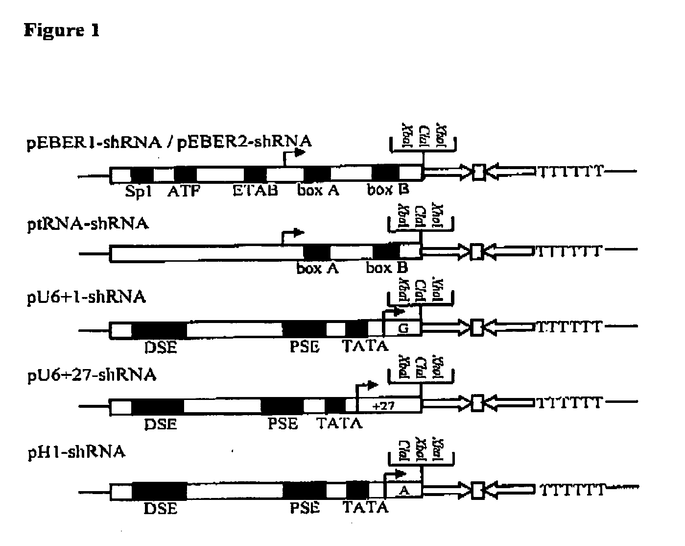 Promoters for RNA interference