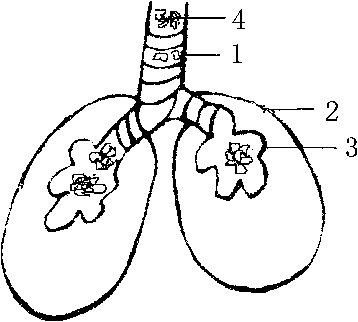 Artificial sputum suction model