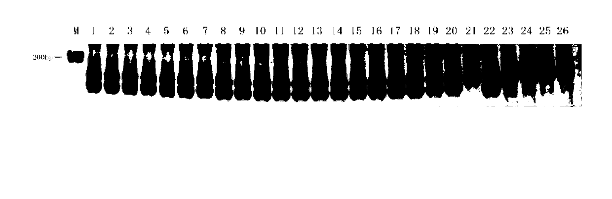 Rapid detection method for purity of cucumber seeds