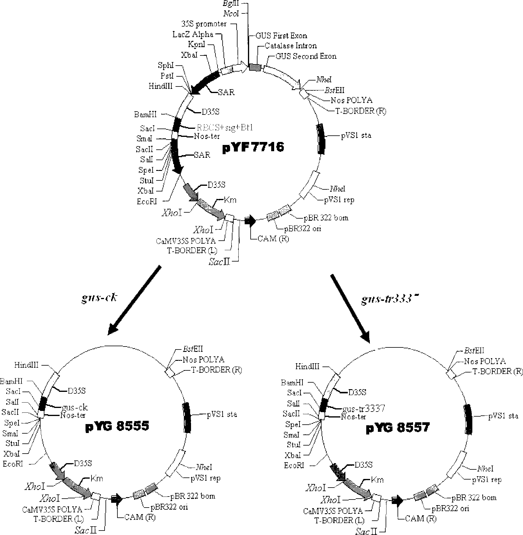 Application of high temperature resistant beta-glucosidase gene in plant gene conversion