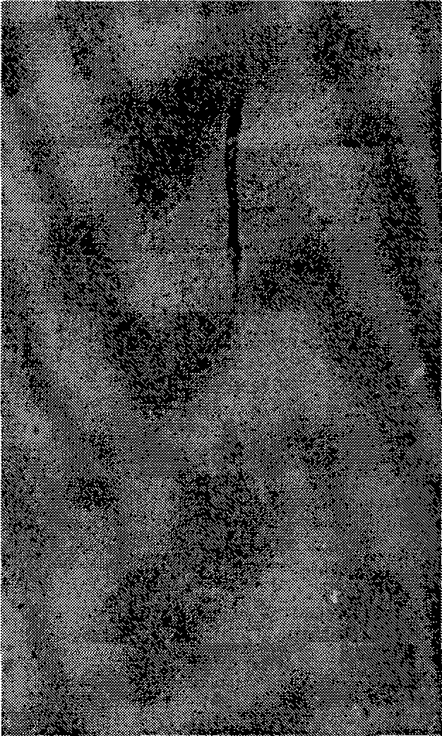 Anti-corrosion fingerprint-resistant surface treating pigment and producing method, and use method on stainless steel plate