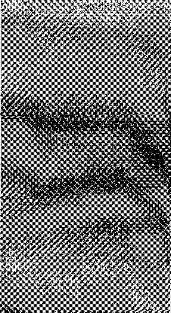 Anti-corrosion fingerprint-resistant surface treating pigment and producing method, and use method on stainless steel plate