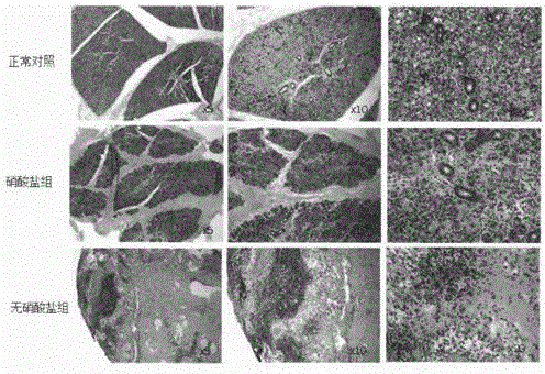 Novel application of nitrate on aspect of preventing radiation-induced salivary gland damage