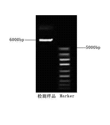 Preparation method for avian pasteurella genome vaccine