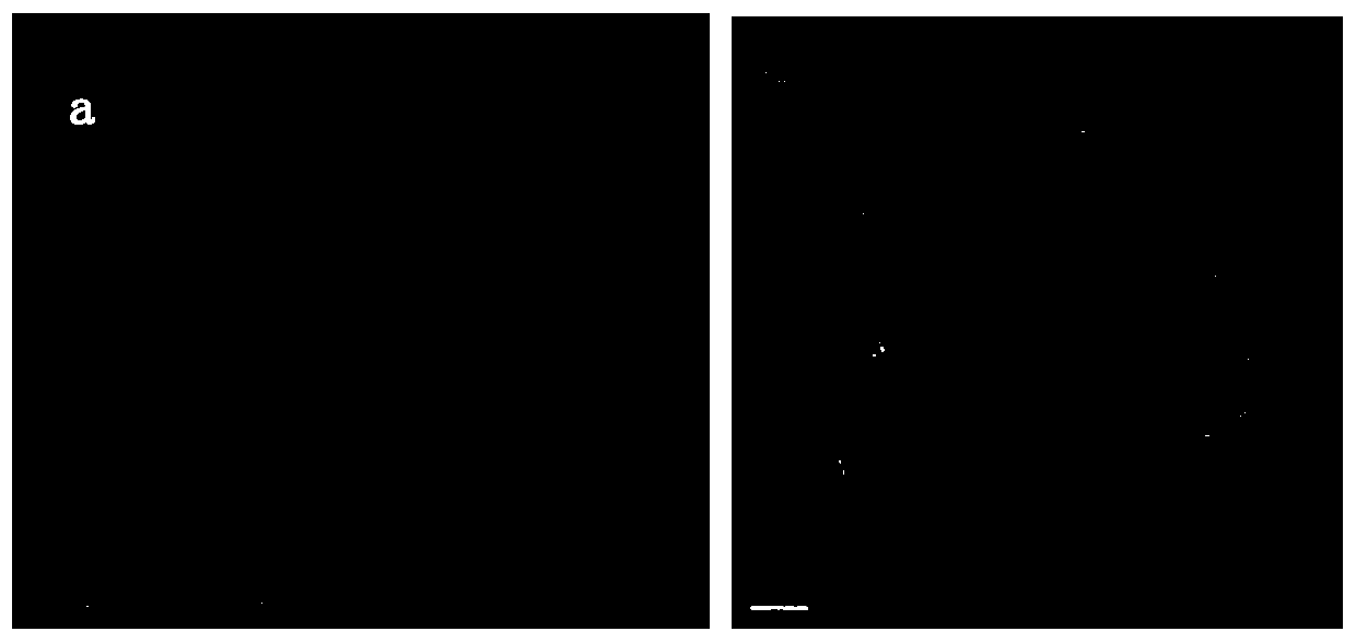 Hollow Cu-SSZ-13 molecular sieve catalyst and application thereof