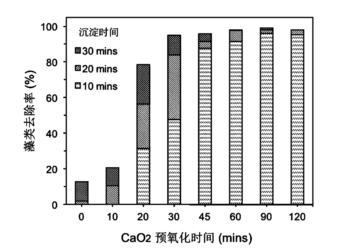 Method for disposing water containing massive algae on basis of calcium-peroxide-enhanced coagulation