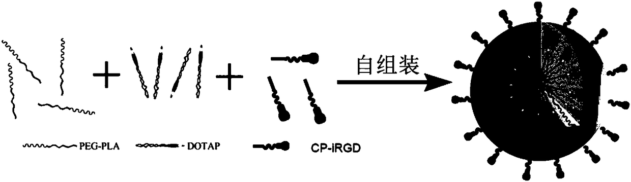 CP-iRGD polypeptide, iDPP nanoparticles, and drug-loading complex, preparation method and applications thereof