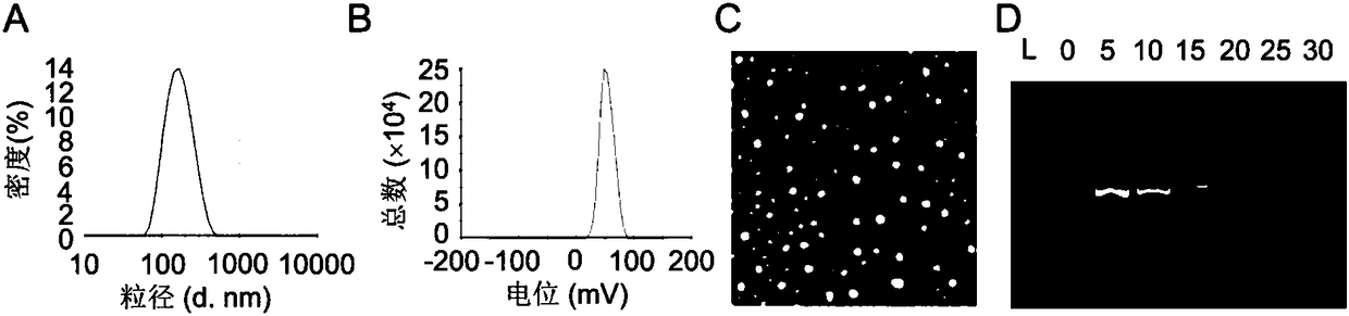 CP-iRGD polypeptide, iDPP nanoparticles, and drug-loading complex, preparation method and applications thereof