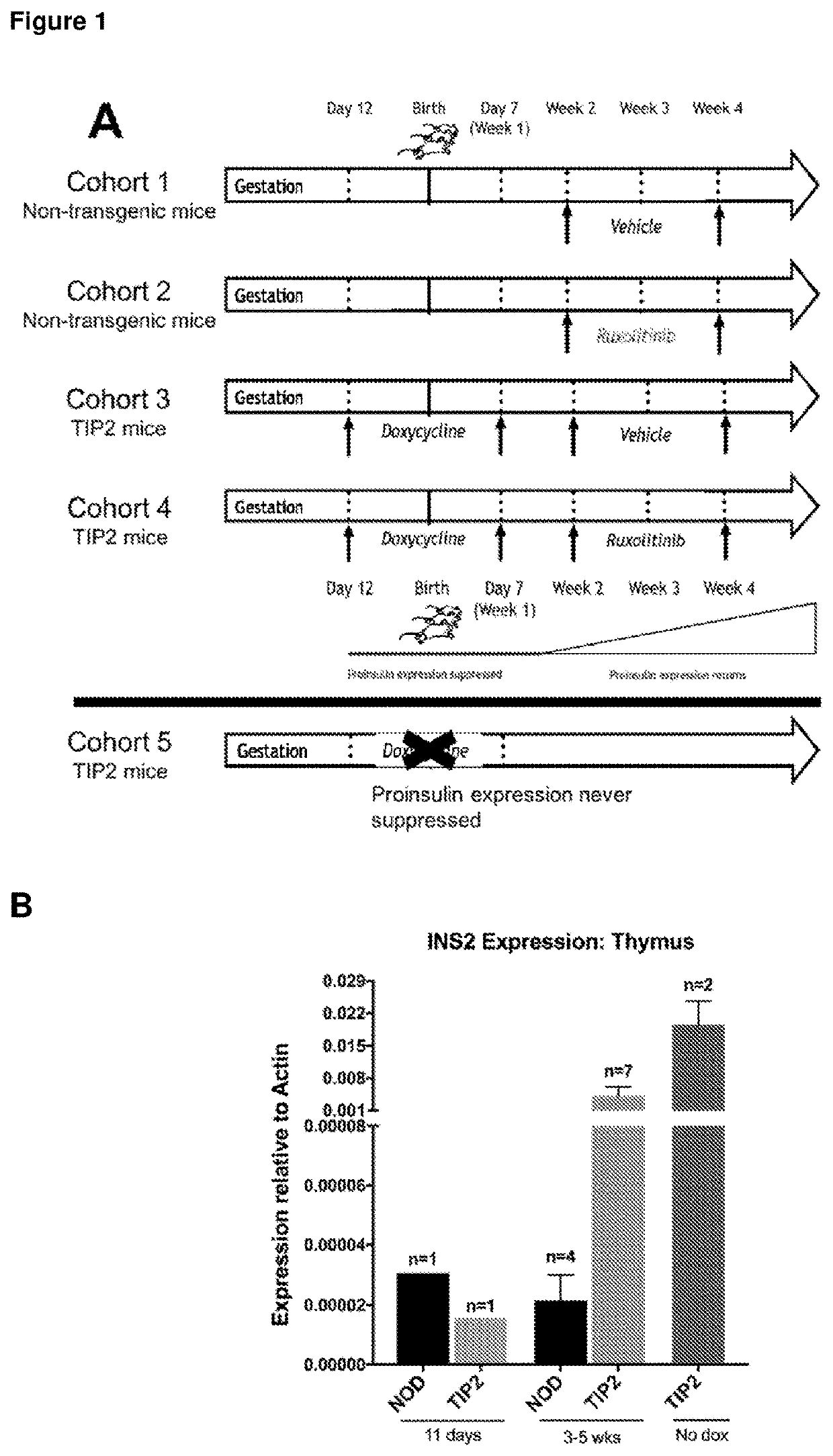 Type i diabetes therapy