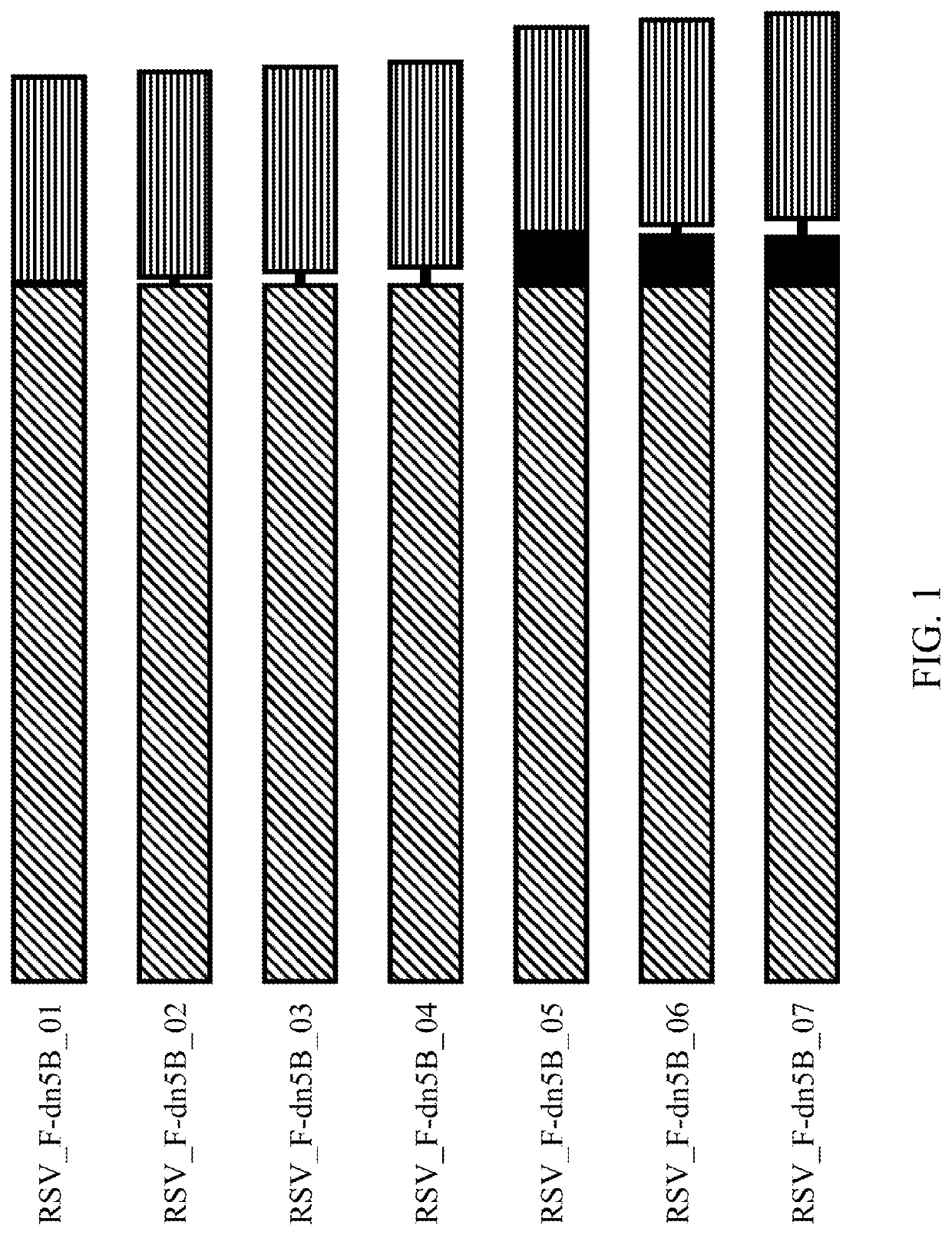 Self-Assembling Protein Nanostructures Displaying Paramyxovirus and/or Pneumovirus F Proteins and Their Use