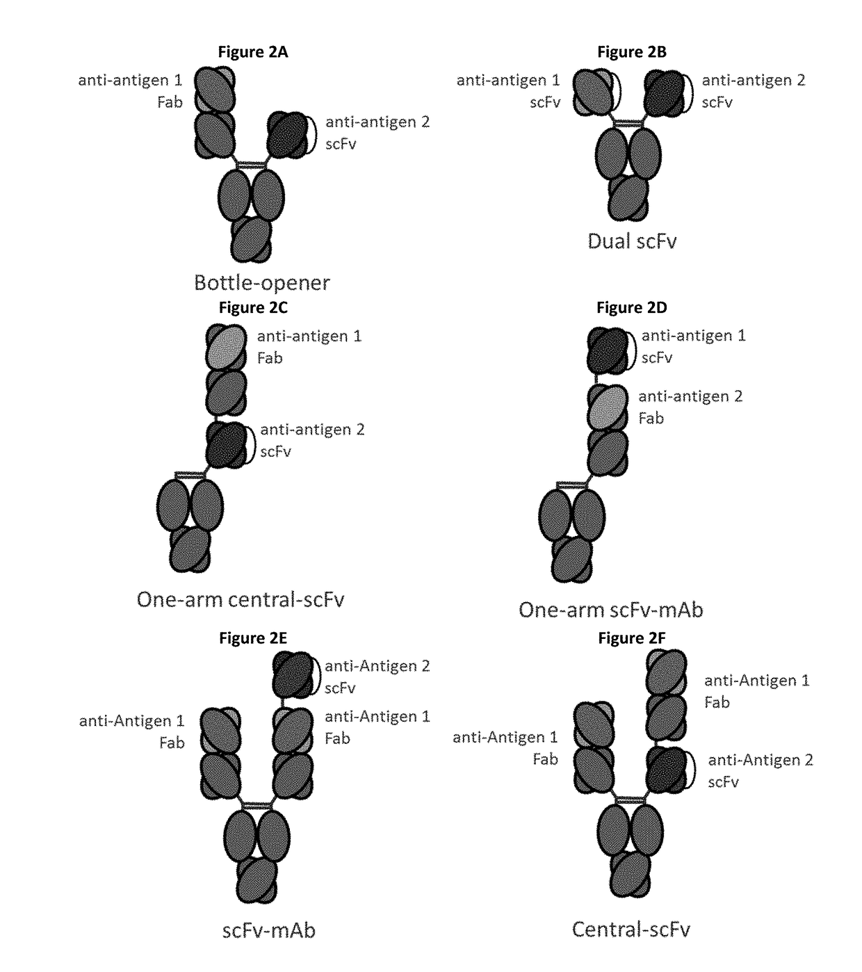 Bispecific immunomodulatory antibodies that bind costimulatory and checkpoint receptors