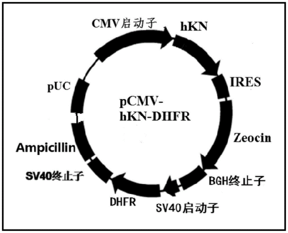 A recombinant human kallikrein