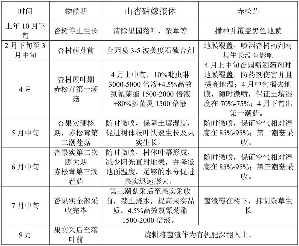 Method for intercropping and cultivating tricholoma matsutake in apricot trees in Taihang mountainous area