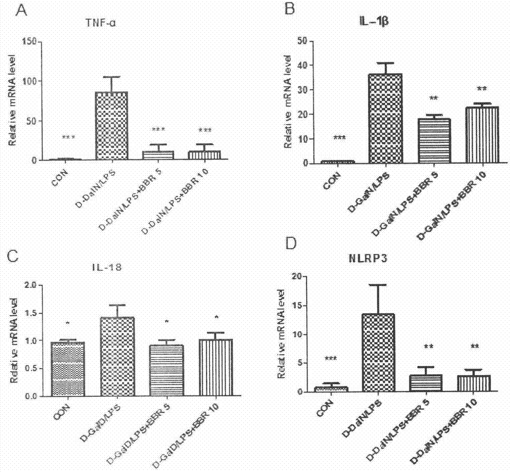 Application of berberine hydrochloride in preparation of medicine used for preventing and/or treating acute hepatic failure