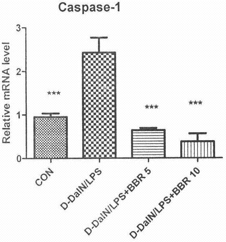 Application of berberine hydrochloride in preparation of medicine used for preventing and/or treating acute hepatic failure