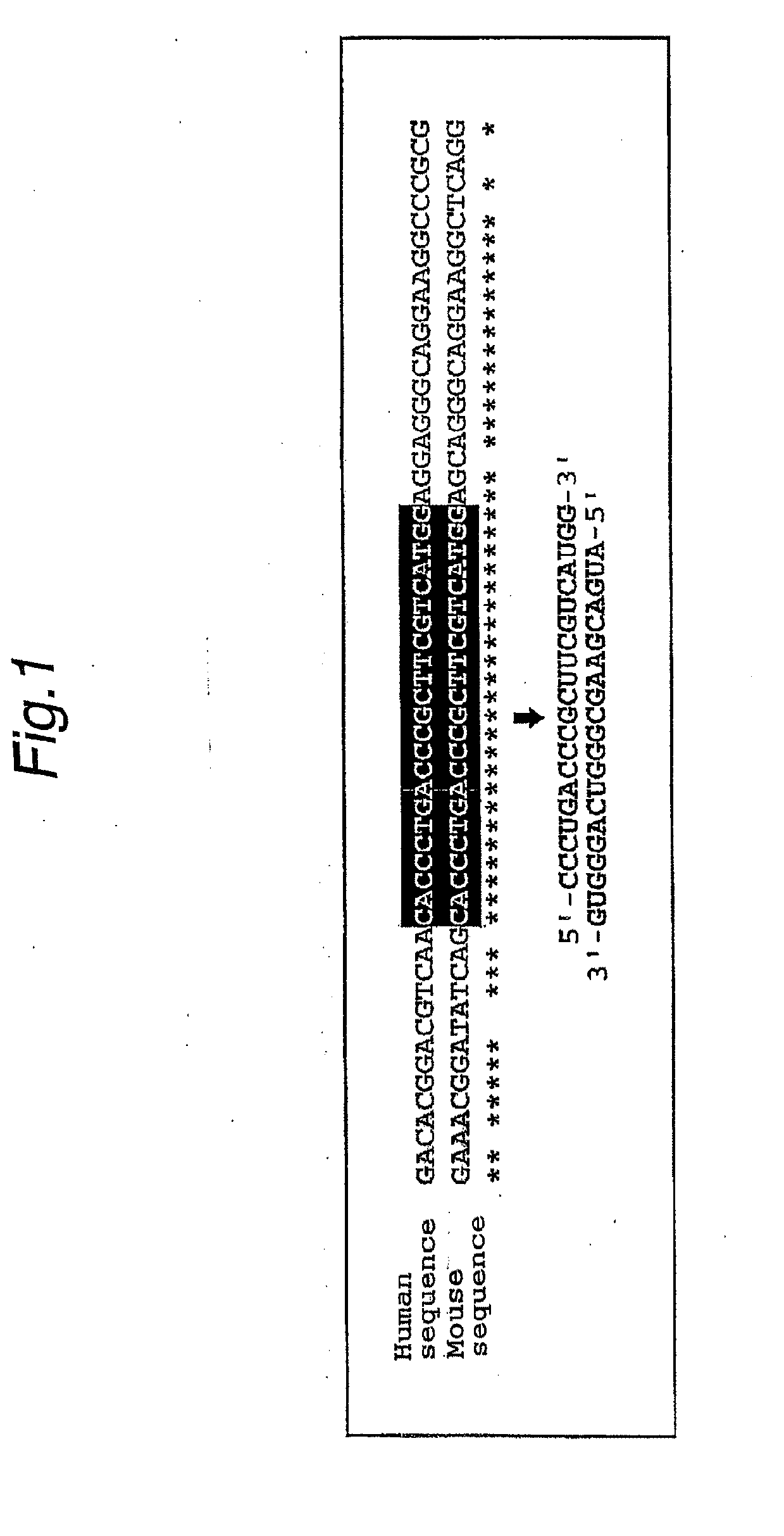 Method For Searching Target Base Sequence Of Rna Interference, Method For Designing Base Sequence Of Polynucleotide For Causing Rna Interference, Method For Producing Double-Stranded Polynucleotide, Method For Inhibiting Gene Expression, Base Sequence Processing Apparatus, Program For Running Base Sequence Processing Method On Computer, Recording Medium, And Base Sequence Processing System