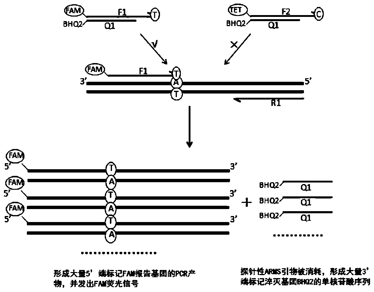 Primer set, method and kit for detecting slco1b1 and apoe gene polymorphisms based on shared primer probes