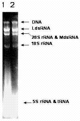 Small molecule double-stranded ribonucleic acid group prepared from yeast and preparation method and use