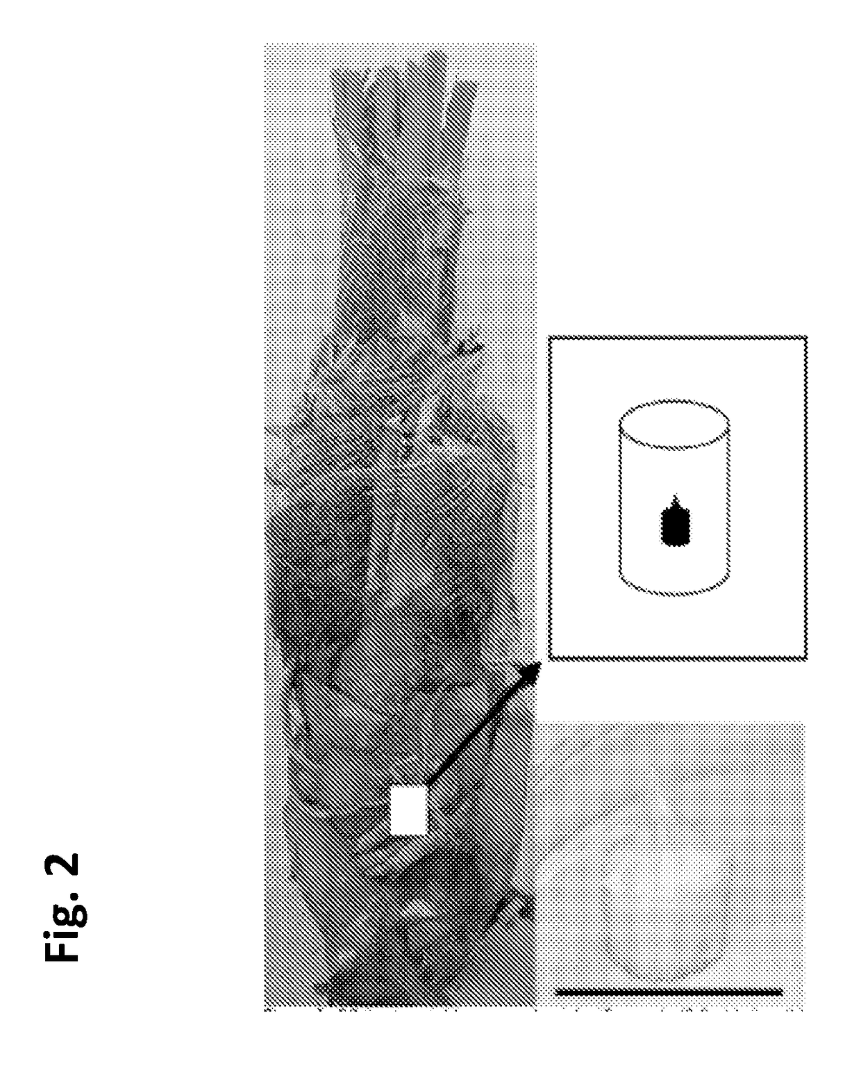 Micropropagation of hdt date palm