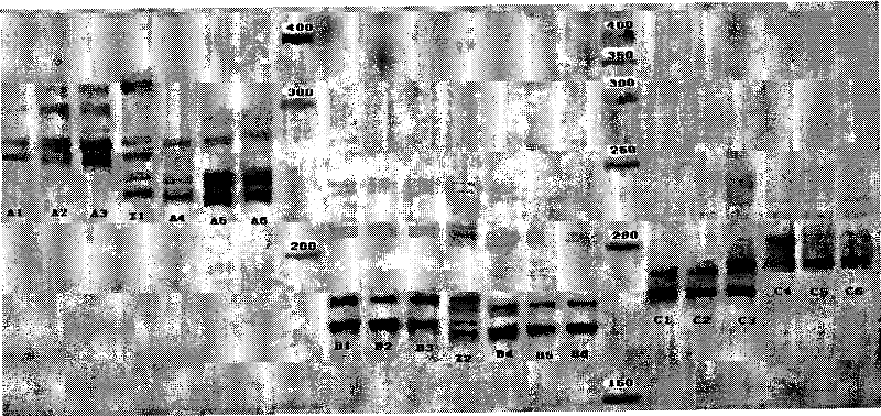 Marking method for indicating and distinguishing domestic and wild Bactrian camel DNA microsatellites