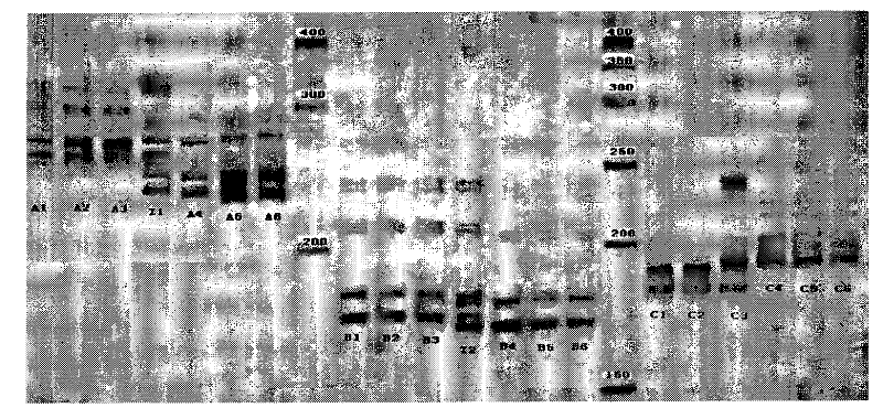 Marking method for indicating and distinguishing domestic and wild Bactrian camel DNA microsatellites