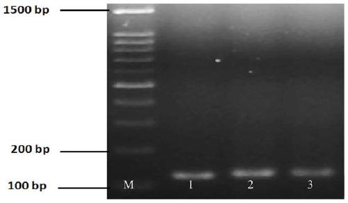 Hybrid peptide with functions of regulating immunity, resisting oxidation and inflammation and detoxifying body, and preparation method and application thereof