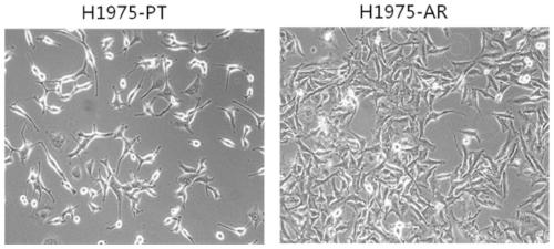 Osimertinib drug-resistant cell line NCI-H1975/AR and application thereof