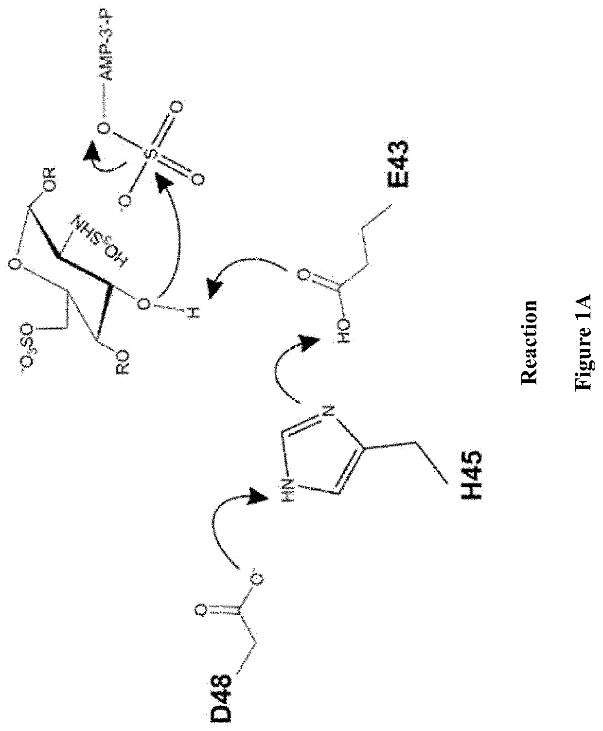 Methods for synthesizing anticoagulant polysaccharides